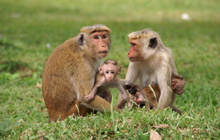 100,000 Sri Lankan Monkeys Threaten the Yankee Dollar