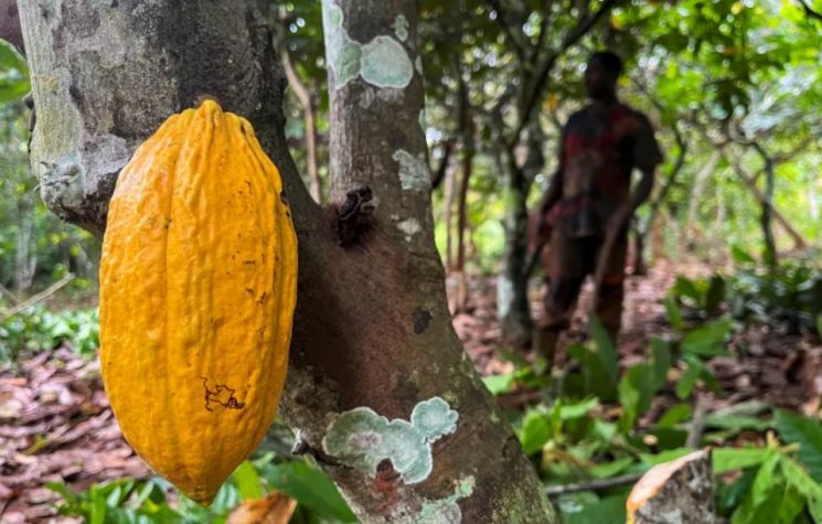 Ivorian cocoa farmers “barely survive” while chocolate company profits soar